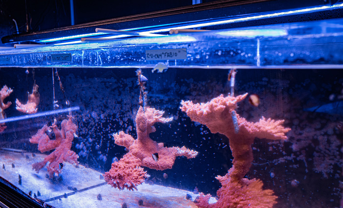 Pink corals growing in a large tank illuminated by blue light.