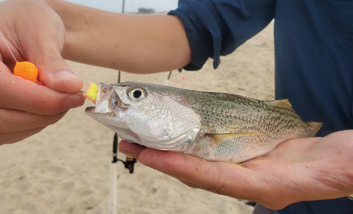 Close-up of a fishing lure being removed from the mouth of a small fish.